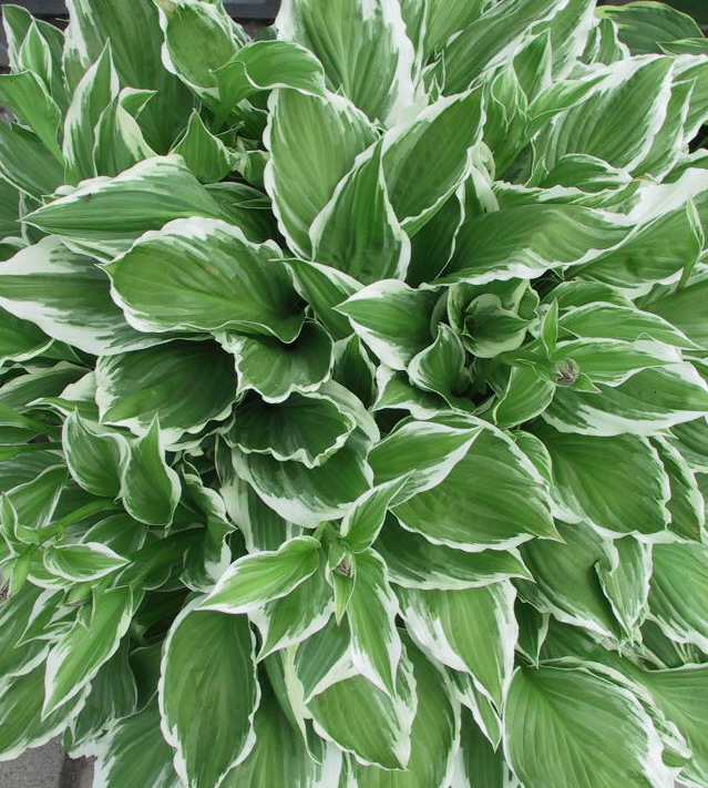 Hosta crispula Lutescens - Blattwerk.jpg